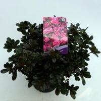 Rododendron (Rhododendron Japonica "Rokoko") heester - 15-20 cm - 8 stuks - thumbnail