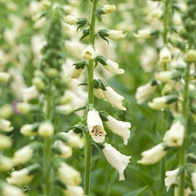 Digitalis purp. Dalmatian White vaste plant Griffioen - Griffioen