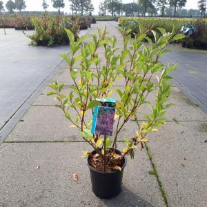 Weigela struik Styriaca - 60 - 80 cm - 5 stuks