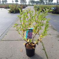 Weigela struik Styriaca - 60 - 80 cm - 5 stuks - thumbnail