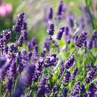 Primavera Lavender water bio 100 Milliliter - thumbnail