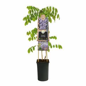 Blauwe regen (Wisteria Sinensis "Prolific") klimplant 70 cm Blauwe regen (Wisteria Sinensis "Prolific") klimplant 70 cm