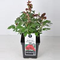 Trosroos (rosa "Red Meilove"®) - C5 - 1 stuks - thumbnail