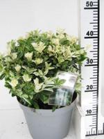 Kardinaalshoed - thumbnail