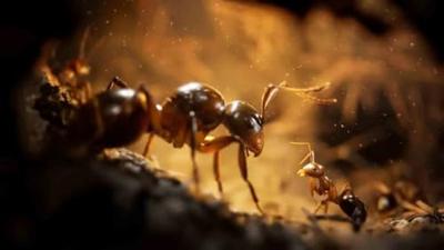 Empire of the Ants Limited Edition - thumbnail