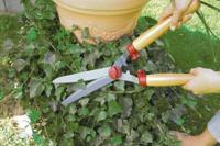 Heggenschaar speciaal - thumbnail