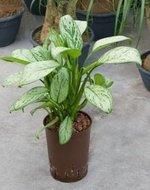 Aglaonema christina S hydrocultuur plant - thumbnail