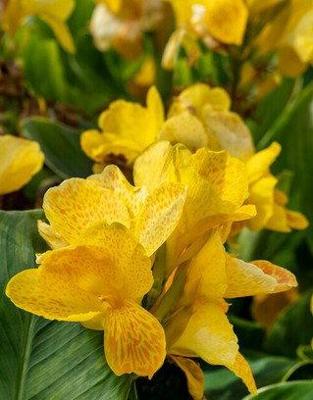 Canna Cleopatra Yellow bloembol JUB 1 stuks - Jub Canna Cleopatra Yellow bloembol JUB 1 stuks - Jub