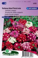 Verbena zaden Ideal Florist Mix ijzerhard - thumbnail