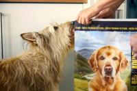 Voer Josera Medi/Maxi Adult Kip Aardappelen 12,5 Kg - thumbnail