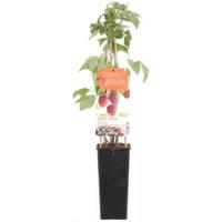 Zomerframboos (rubus idaeus "Schonemann") fruitplanten - thumbnail