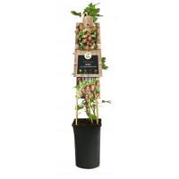 Rode Kruisbes Ribes Uva Crispa Hinnomaki Rod 75 cm klimplant - thumbnail
