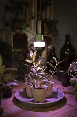 OSRAM HOMELIGHTING 4058075845787 Plantenlamp-lamp E27 10 W 1 stuk(s)