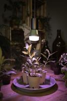 OSRAM HOMELIGHTING 4058075845787 Plantenlamp-lamp E27 10 W 1 stuk(s) - thumbnail