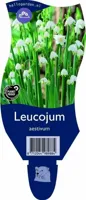 Leucojum aestivum vaste plant Griffioen - Griffioen - thumbnail