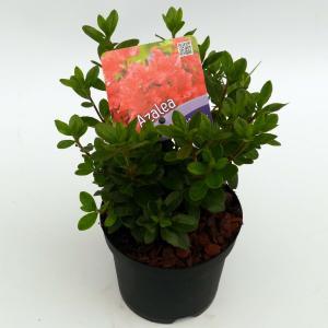 Rododendron (Rhododendron Japonica "Geisha Orange") heester - 12-20 cm - 8 stuks Rododendron (Rhododendron Japonica "Geisha Orange") heester - 12-20 cm - 8 stuks