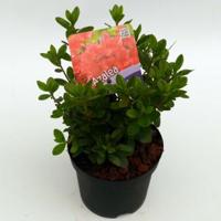 Rododendron (Rhododendron Japonica "Geisha Orange") heester - 12-20 cm - 8 stuks - thumbnail