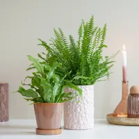 Varen Duo - P12 - thumbnail