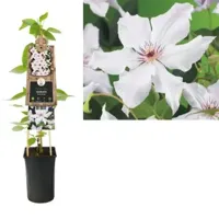 Klimplant Clematis Snow Queen - Witte Bosrank - thumbnail