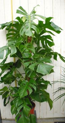 Monstera deliciosa 120 cm kamerplant Gatenplant Warentuin Natuurlijk - Warentuin natuurlijk Monstera deliciosa 120 cm kamerplant Gatenplant Warentuin Natuurlijk - Warentuin natuurlijk