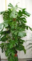Monstera deliciosa 120 cm kamerplant Gatenplant Warentuin Natuurlijk - Warentuin natuurlijk - thumbnail