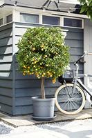 Elho universal saucer round 15 anthracite - thumbnail