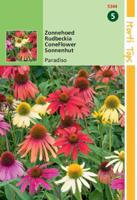 Zaden Echinacea Zonnehoed Paradiso Hortitops - Hortitops - thumbnail