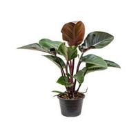 Philodendron red congo L kamerplant - thumbnail