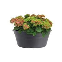 Elho Green Basics Plantenschaal Zwart Ø33cm - thumbnail