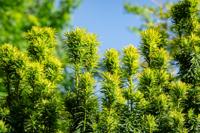 Venijnboom - thumbnail