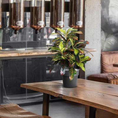 Croton Window kunstplant 50cm Croton Window kunstplant 50cm