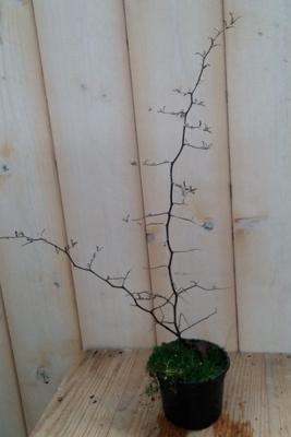 Zigzagplantje Corokia Warentuin Natuurlijk - Warentuin natuurlijk