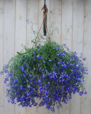 Hangplant Lobelia blauw Warentuin Natuurlijk - Warentuin natuurlijk