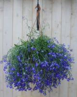 Hangplant Lobelia blauw Warentuin Natuurlijk - Warentuin natuurlijk - thumbnail