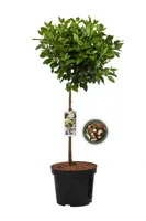 Sneeuwbal - thumbnail