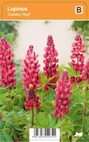 V.I.P.S. Lupinus ''Gallery Red'' - lupine p9 - thumbnail