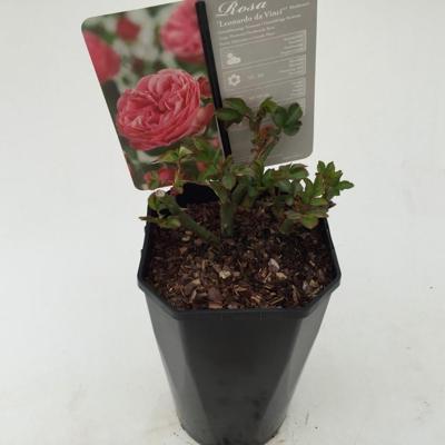 Struikroos Rosa Leonardo da Vinci Arie Bouman - Arie bouman