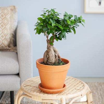 Ficus Ginseng - Ficus Microcarpa - P17 Ficus Ginseng - Ficus Microcarpa - P17