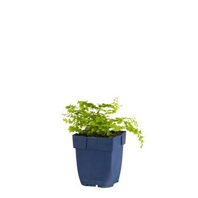 Adiantum pedatum vaste plant Griffioen - Griffioen Adiantum pedatum vaste plant Griffioen - Griffioen