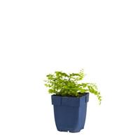 Adiantum pedatum vaste plant Griffioen - Griffioen - thumbnail