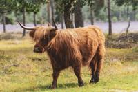 Tuinschilderij schots vee 70x50cm Customize-it - Customize it - thumbnail