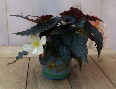 3 stuks! Hangbegonia licht wit- roze achtig Warentuin Natuurlijk - Warentuin natuurlijk 3 stuks! Hangbegonia licht wit- roze achtig Warentuin Natuurlijk - Warentuin natuurlijk