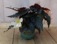 3 stuks! Hangbegonia licht wit- roze achtig Warentuin Natuurlijk - Warentuin natuurlijk - thumbnail