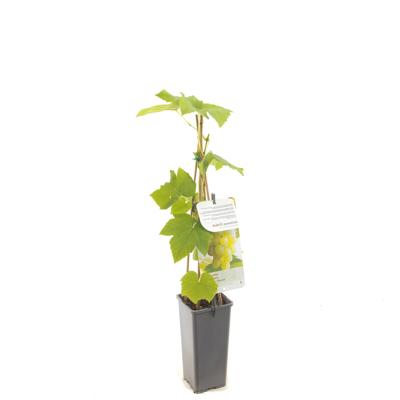 Vitis vinifera Himrod Witte druif fruitplant Fruithof - Fruithof