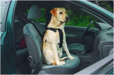 BZ WANDEL- EN AUTOGORDEL HOND M