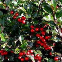 Hulst op stam - thumbnail