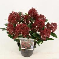 Skimmia (Skimmia Japonica “Rubesta”®) heester - 10-15 cm (P13) - 8 stuks - thumbnail