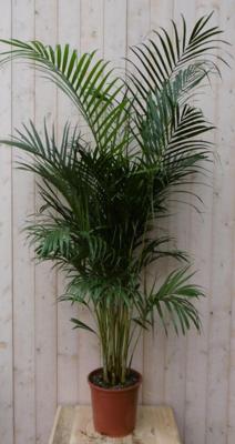 Kamerpalm Arecapalm Goudpalm 160 cm kamerplant Warentuin Natuurlijk - Warentuin natuurlijk