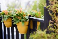 Elho vibia campana flower twin 21 honinggeel - thumbnail