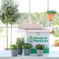 Tuinkruiden box (4 stuks) - thumbnail